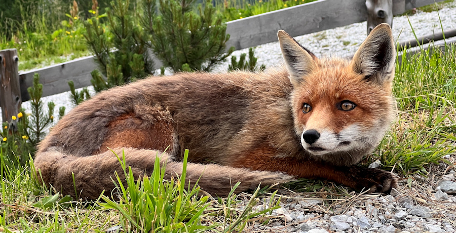 Fuchs an der Porzehütte