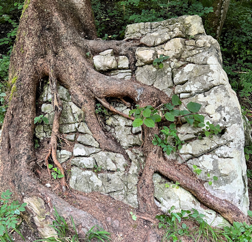 Salzburg-Triest Symbiose Baum und Fels