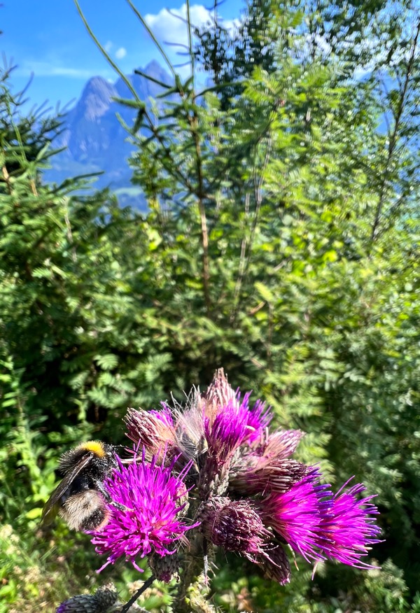 Salzburg-Triest Hummel an Blume